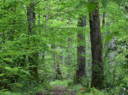 Aidons nos forêts à fixer plus de carbone